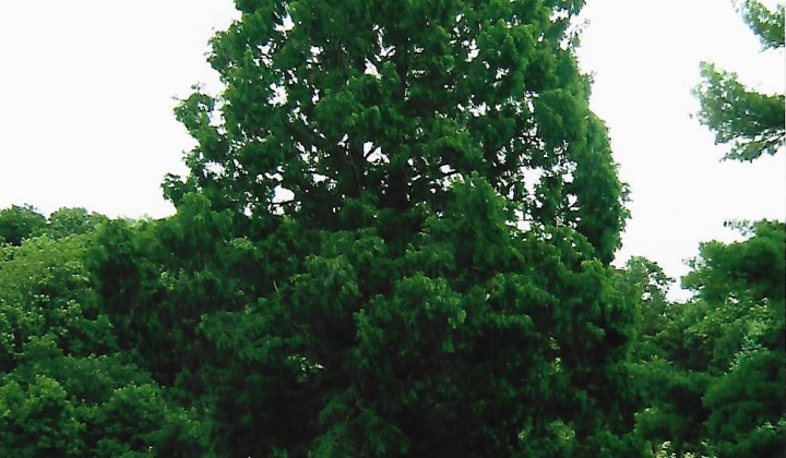 Metasekvoja čínska Metasekvoja čínska